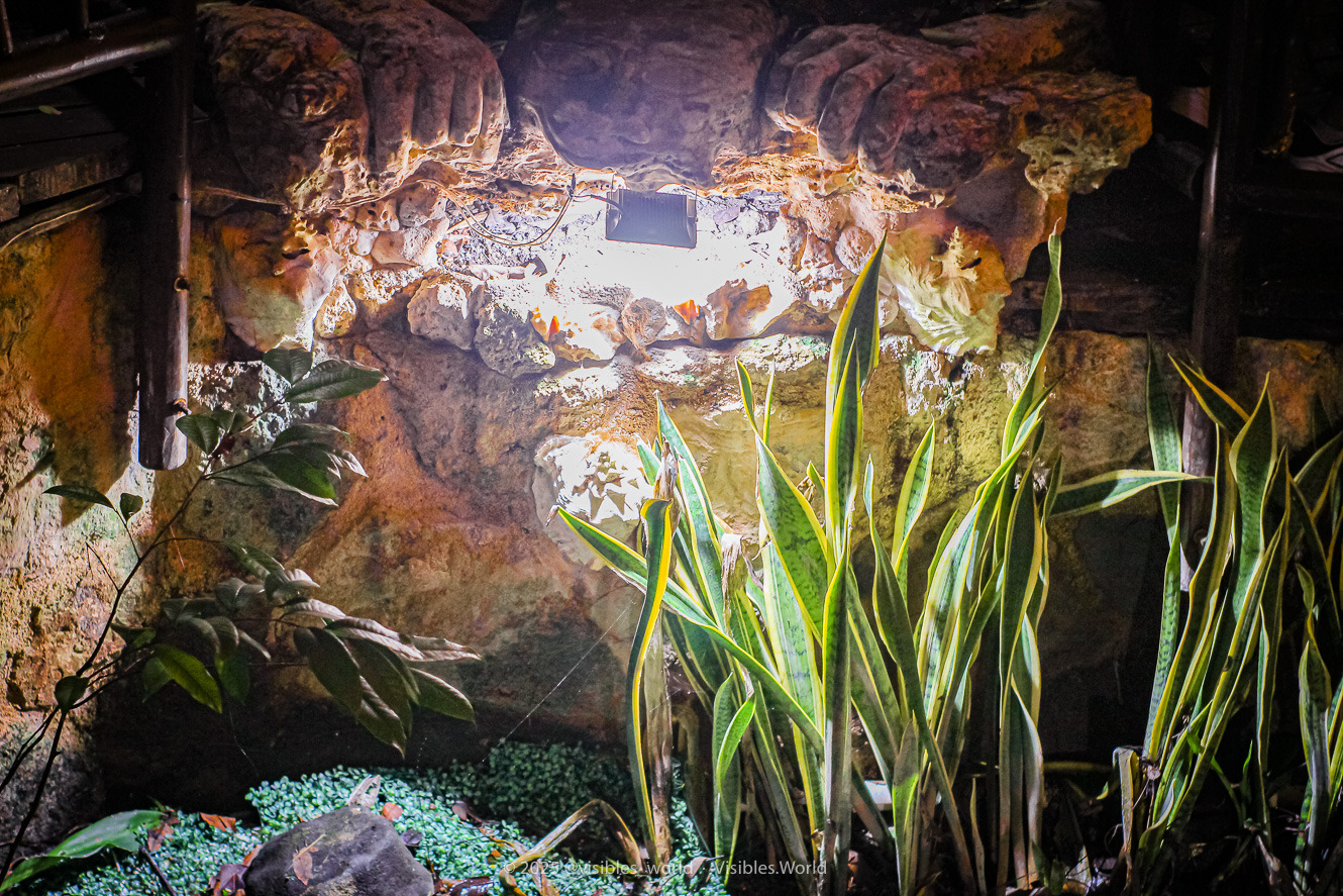 cenote en playa del carmen, tours playa del carmen