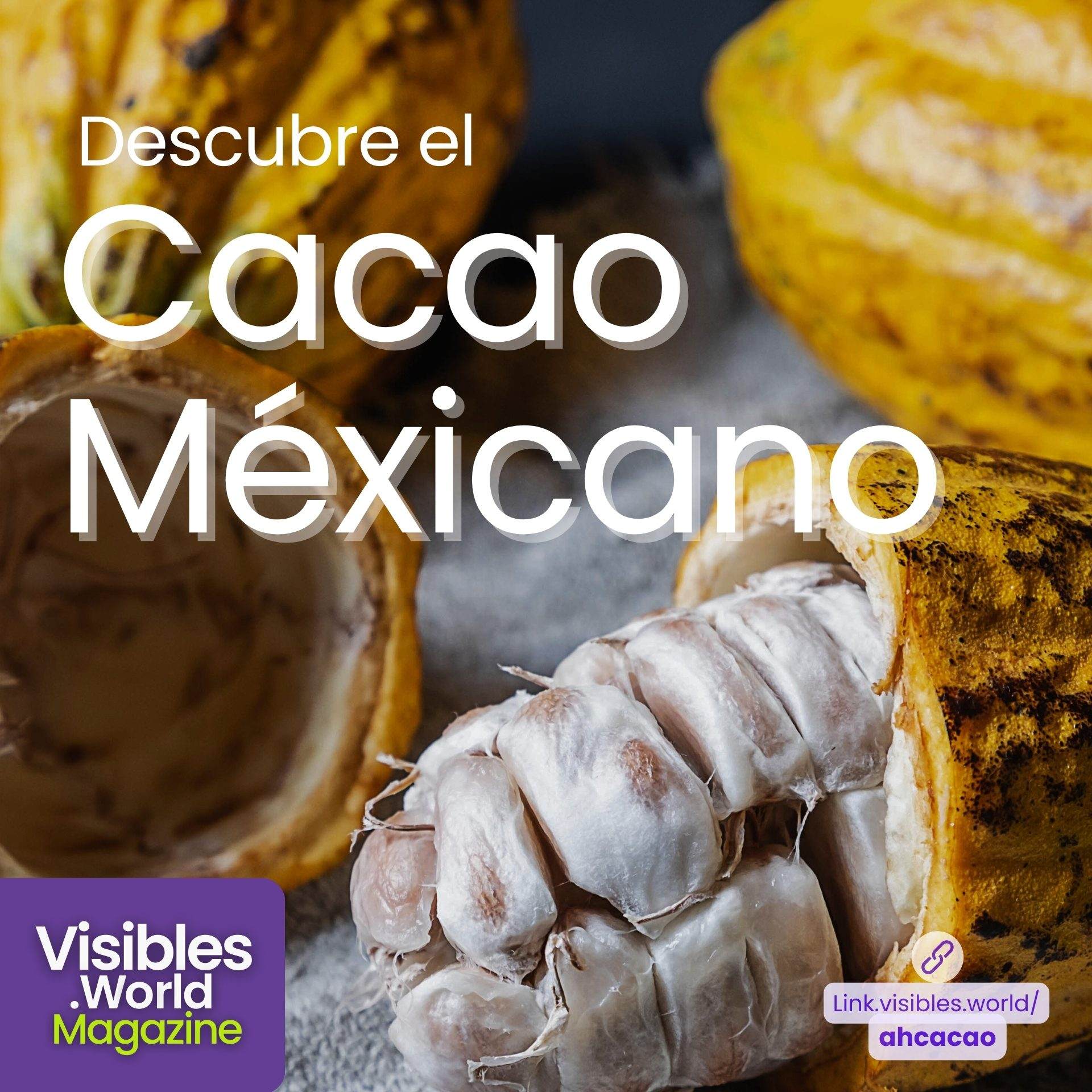 cacao mexicano, Ah cacao, Playa del Carmen, cultivo del cacao, historia del cacao, visibles world magazine, chocolates, chocolate mexicano, como se hace el chocolate, proceso de creacion del chocolate